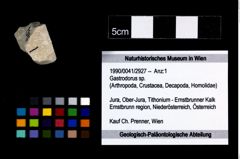 Foto (Objekt + Etikett) von Gastrodorus sp.  (NHMW-GEO-1990-0041-2927)